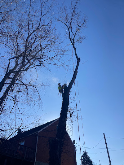 Axeman Tree Service came to our rescue after a severe storm in Pittsburgh brought down two huge trees in our back yard,