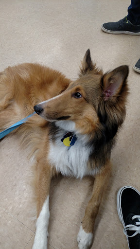 Pet Supply Store «Petco Animal Supplies», reviews and photos, 197 E Dekalb Pike #350, King of Prussia, PA 19406, USA