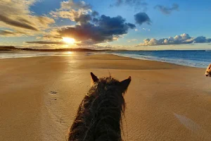 Island View Riding Stables image