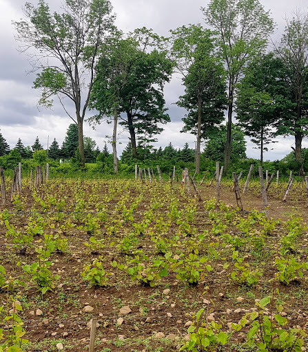 Négondos Vignoble Biologique