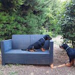 Photo n° 1 de l'avis de Bruno.e fait le 21/06/2020 à 18:48 pour ELEVAGE DE BEAUCERON DU PEROUET à Belus
