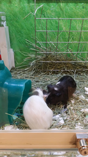 Pet Supply Store «PetSmart», reviews and photos, 250 Grossman Dr, Braintree, MA 02184, USA