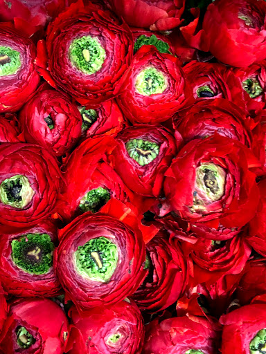Florist «Botanica Wholesale Florist», reviews and photos, 3208 International Pl, Irving, TX 75062, USA
