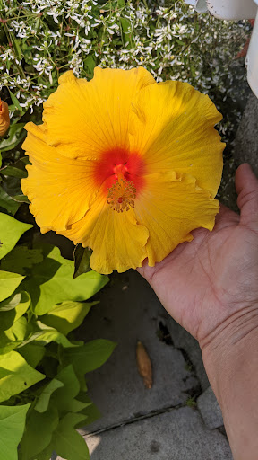 Home Improvement Store «The Home Depot», reviews and photos, 391 College Heights, Watertown, NY 13601, USA