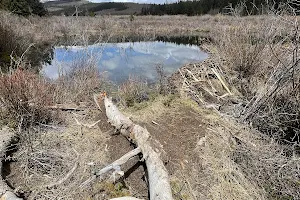 Beaver Creek Trail image