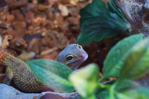 Pet Store «Forever Pets Inc», reviews and photos, 1030 Basse Rd, San Antonio, TX 78212, USA