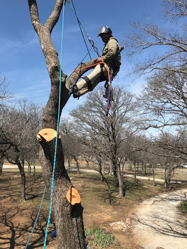 Clean Edge Tree Service & Removal