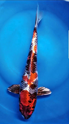 Cali Koi image