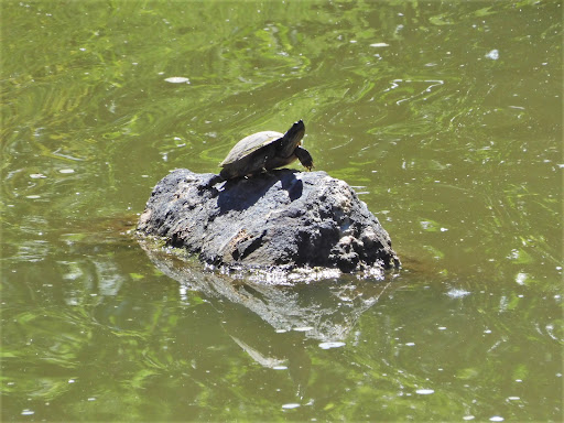 Park «Bear Creek Park», reviews and photos, 3550 S Raleigh St, Denver, CO 80236, USA