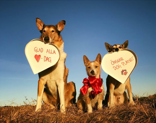 Dog day care Stockholm