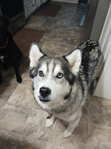 Currahee Veterinary Clinic