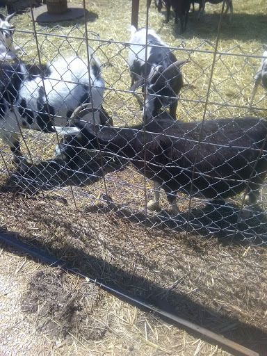 Zoo «Cricket Hollow Zoo», reviews and photos, 1512 210th St, Manchester, IA 52057, USA