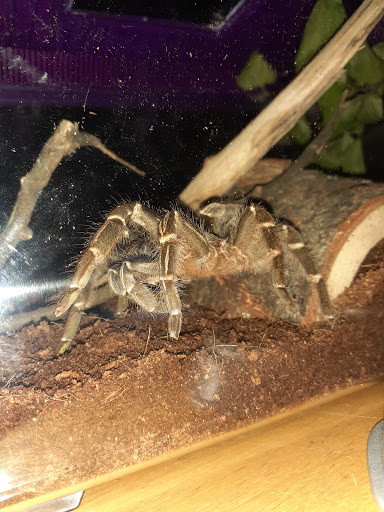 Pet Store «Southside Aquatics», reviews and photos, 2039 Pleasanton Rd, San Antonio, TX 78221, USA