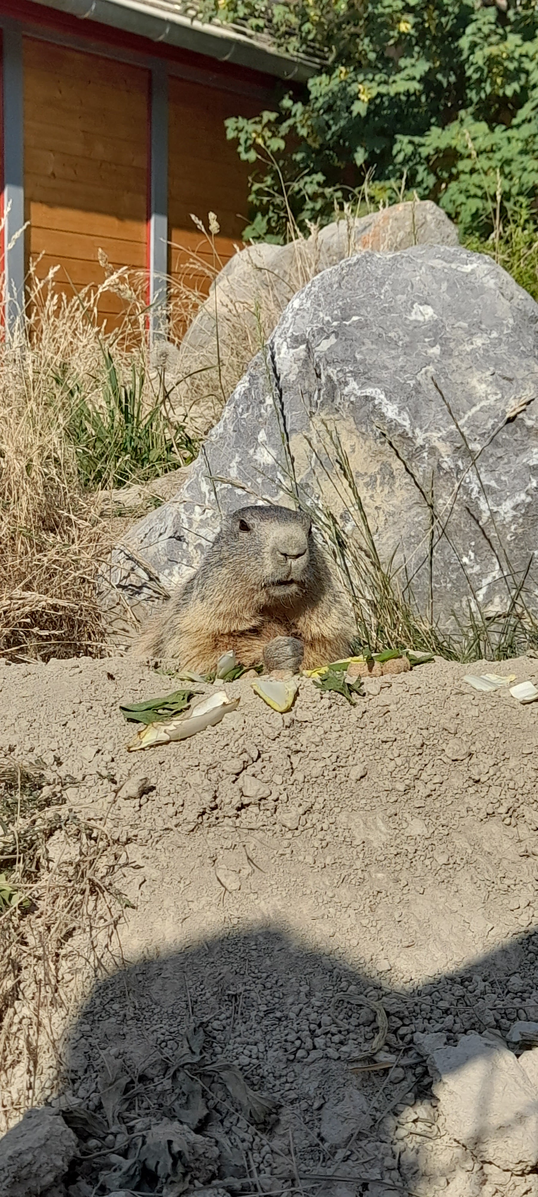 Photo n° 3 de l'avis de Rose. fait le 20/08/2021 à 15:28