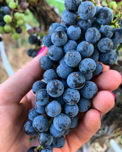 Winery «Overmountain Vineyards», reviews and photos, 2014 Sandy Plains Rd, Tryon, NC 28782, USA