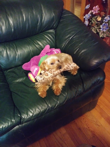 Pet Store «St Tammany Pet Center», reviews and photos, 895 Robert Blvd, Slidell, LA 70458, USA