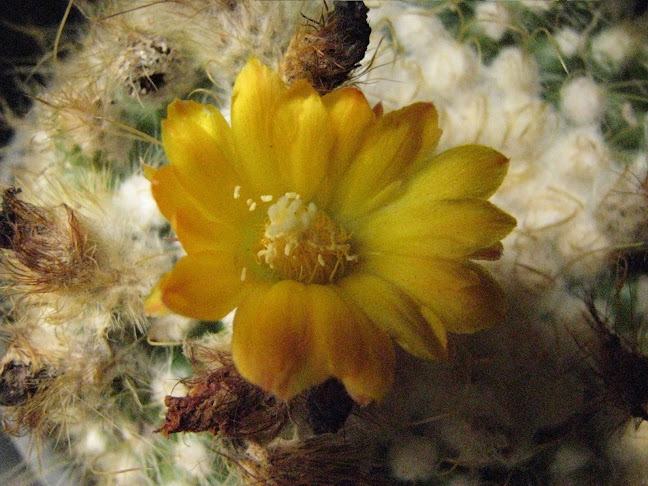 Mis Cactus - Vivero - Centro de jardinería