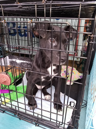 Pet Supply Store «Yummy Tummy Pet Supply», reviews and photos, 27149 185th Ave SE, Covington, WA 98042, USA