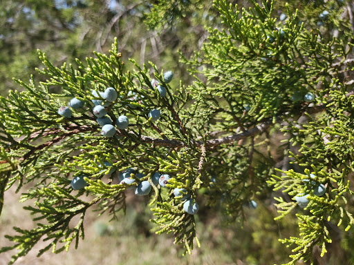 Park «Bamberger Nature Park», reviews and photos, 12401 Babcock Rd, San Antonio, TX 78249, USA