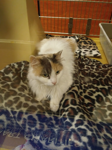 Pet Supply Store «PetSmart», reviews and photos, 10 Hazard Ave, Enfield, CT 06082, USA