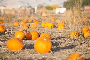 Studts Pumpkin Patch and Corn Maze - photo 21