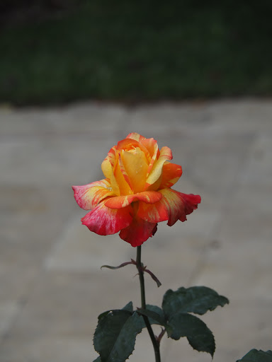 Ibb Rose Garden