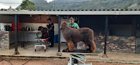 Terranovas Del Gran Oso Negro