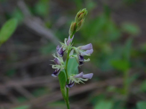 Park «Miramar Pineland Park», reviews and photos, 3600 S University Dr, Miramar, FL 33025, USA