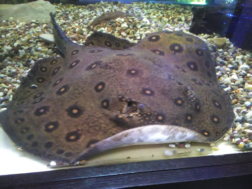Tropical Fish Store «Aquatica Aquarium Gallery», reviews and photos, 6653 Grafton Rd, Valley City, OH 44280, USA