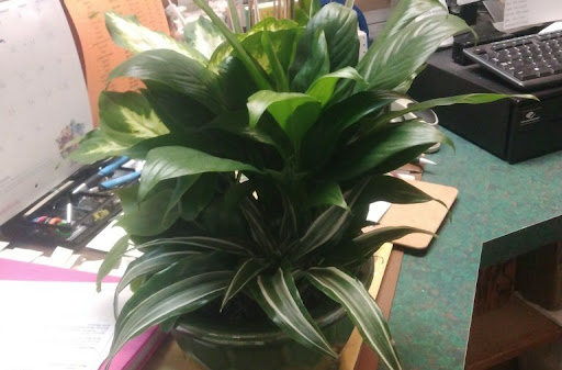 Florist «Belak Flowers», reviews and photos, 832 Philadelphia Pike, Wilmington, DE 19809, USA