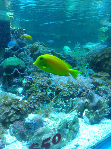 Tropical Fish Store «Elegant Reef - Tropical Fish Studio», reviews and photos, 301 W Nakoma Dr, San Antonio, TX 78216, USA