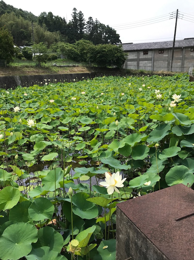 那珂川警察署前 蓮の池(舞妃蓮)
