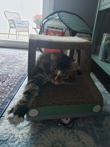 Pet Supply Store «PetSmart», reviews and photos, 6106 Shops Way, Northborough, MA 01532, USA