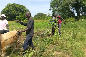 Arua District Farmers Association (Arudifa) image