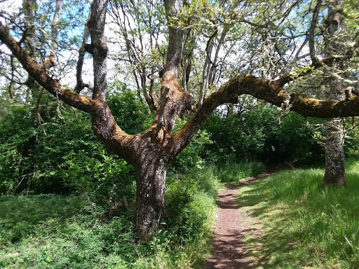 Golf Course «Fort Steilacoom Golf Course», reviews and photos, 8202 87th Ave SW, Lakewood, WA 98499, USA