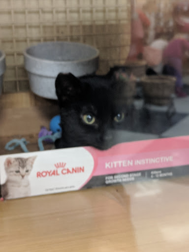 Pet Supply Store «Petco Animal Supplies», reviews and photos, 333 S State St a, Lake Oswego, OR 97034, USA