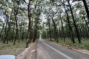 Ο δρόμος στο δάσος βελανιδιάς Φολόης image