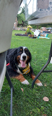 Tailwaggin Temptations Gourmet Dog Treats - Photo 5 - Car repair in Albuquerque, NM, Albuquerque