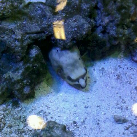 Tourist Attraction «IMAG History & Science Center (formerly Imaginarium Science Center)», reviews and photos, 2000 Cranford Ave, Fort Myers, FL 33916, USA