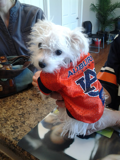 Mirror Lake Animal Hospital image