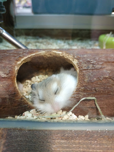 Adopcion hamster Granada