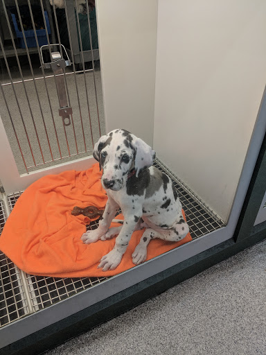 Pet Store «Petland Montgomery», reviews and photos, 7127 Eastchase Pkwy, Montgomery, AL 36117, USA