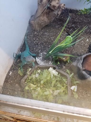 Pet Store «El Granero Pet Shop», reviews and photos, 15700 Atlantic Ave, Compton, CA 90221, USA