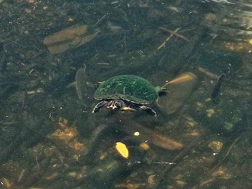 Park «Josiah Cephus Weaver Park», reviews and photos, 1258 Bayshore Blvd, Dunedin, FL 34698, USA