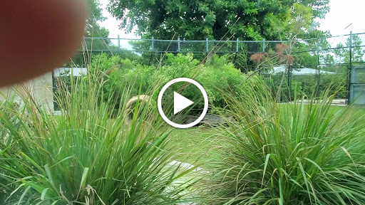 Zoo «Zoo Miami», reviews and photos, 12400 SW 152nd St, Miami, FL 33177, USA