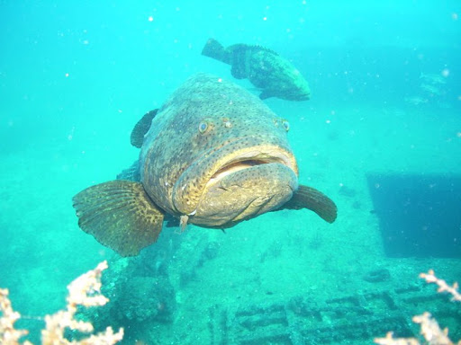 Dive Shop «Dive Shop Kissimmee», reviews and photos, 4916 W Irlo Bronson Memorial Hwy, Kissimmee, FL 34746, USA