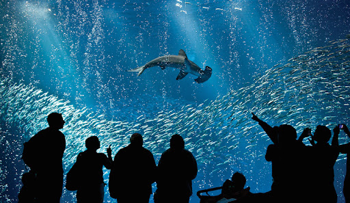 Monterey Bay Aquarium
