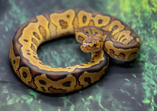 Pet Groomer «Pet World», reviews and photos, 4033 W Mercury Blvd, Hampton, VA 23666, USA