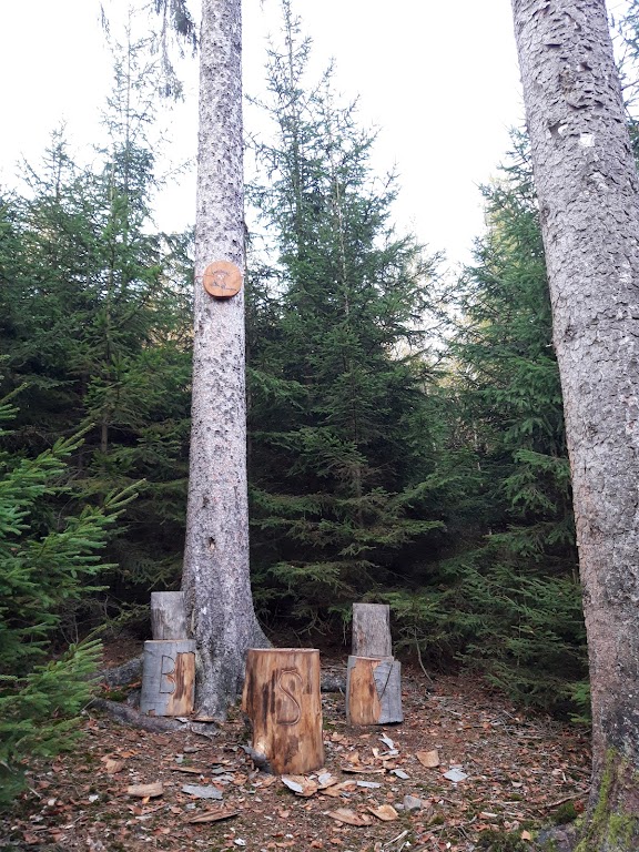 BSV Sorpesee e.V. -Die Wildgänse-