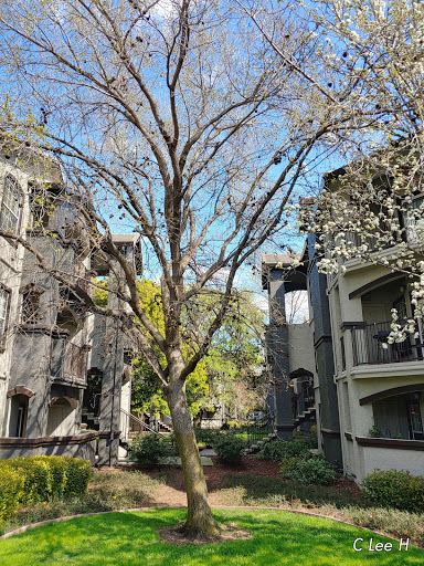 River Oaks Apartment Homes image